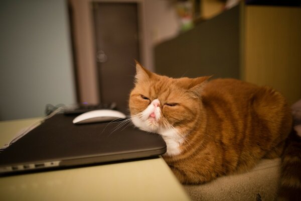 Gruby kot śpi na laptopie