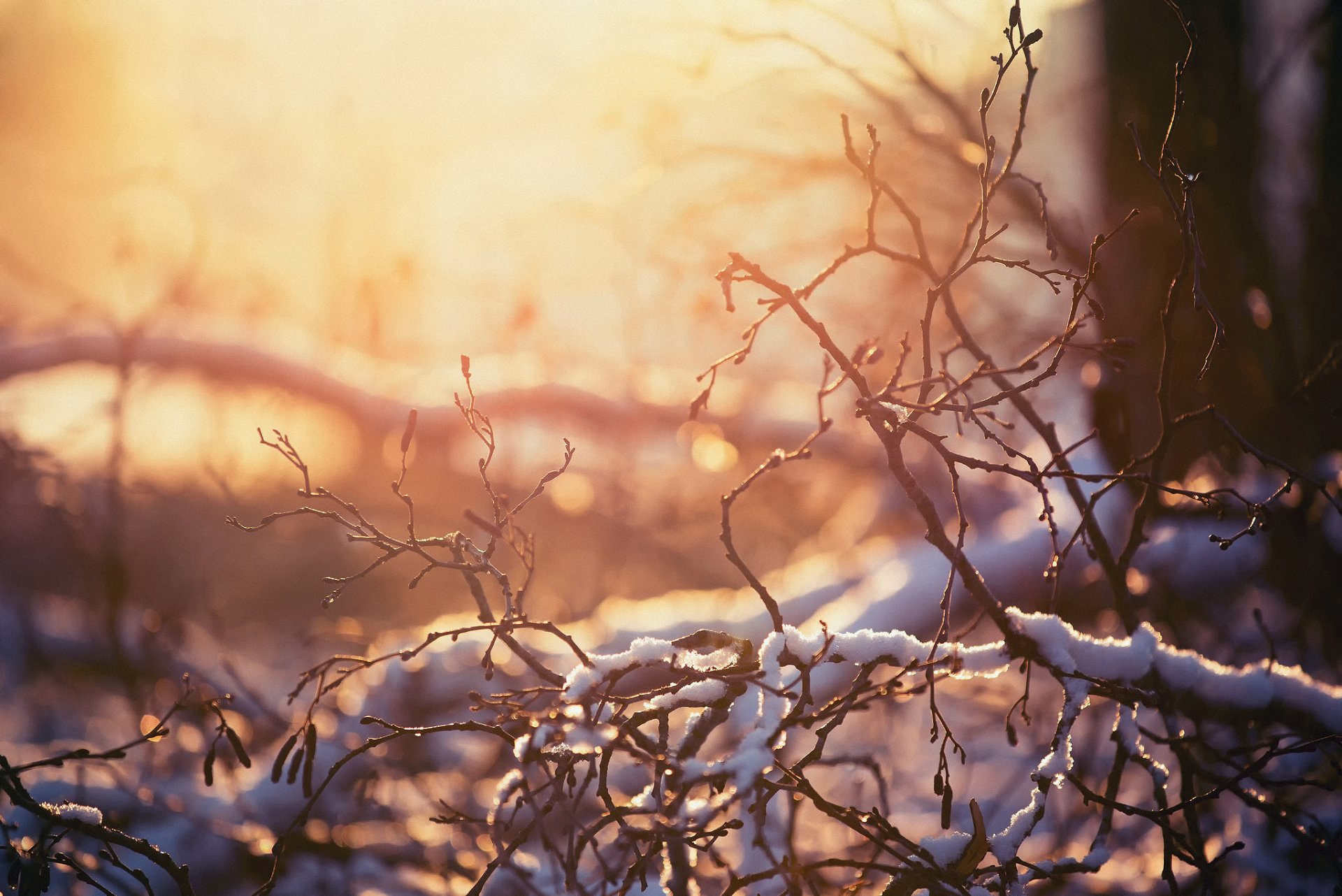 natura zima gałęzie śnieg światło ciepło bokeh