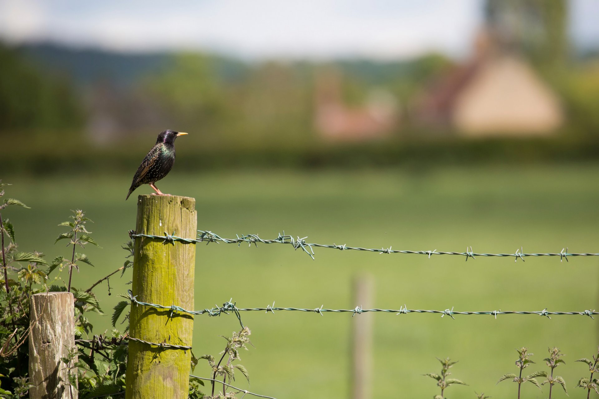 słup szpak pokrzywa cierń bokeh
