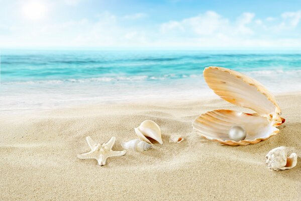 Rozgwiazda w pobliżu perły na plaży