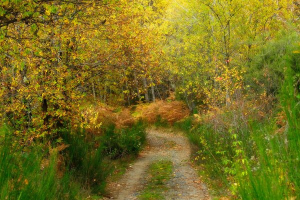 Wąska droga w jesiennym lesie