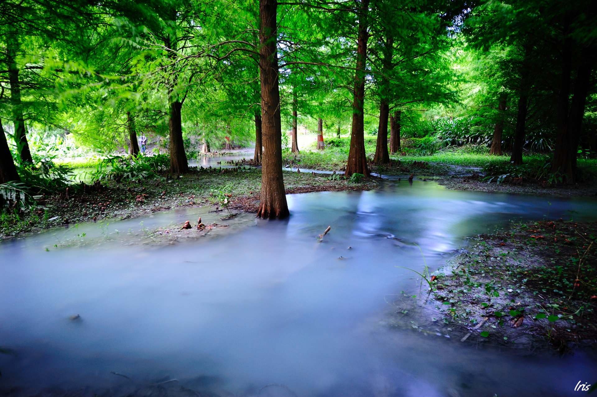 natura drzewa las mgła mgła woda