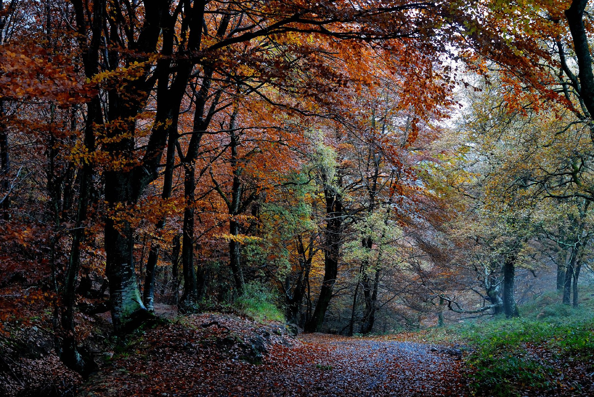 natura las jesień drzewa liście kolory