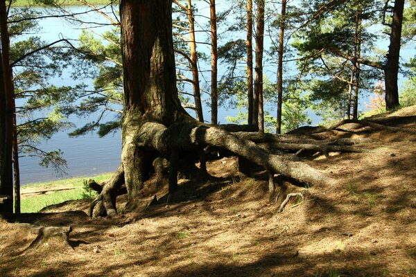 Duże korzenie drzewa w lesie sosnowym