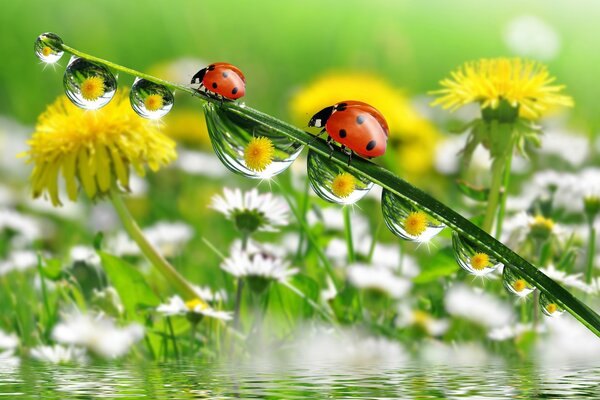 Biedronki na łodydze mniszka lekarskiego z rosą