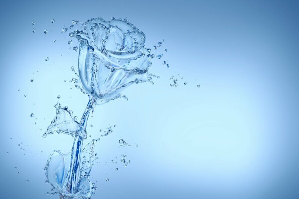 Obraz przezroczystej róży z wody