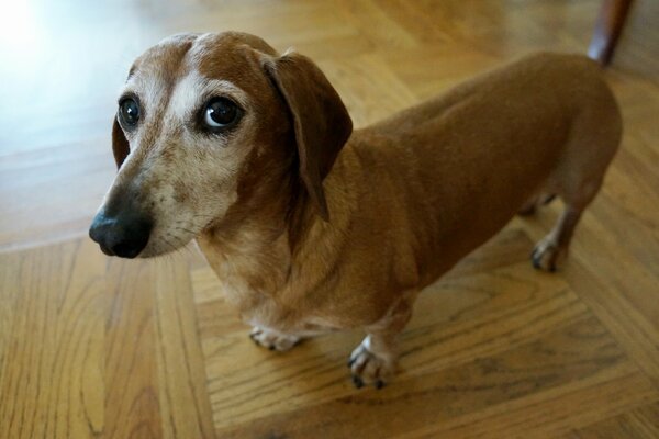 Bardzo ciekawy pies śliczny