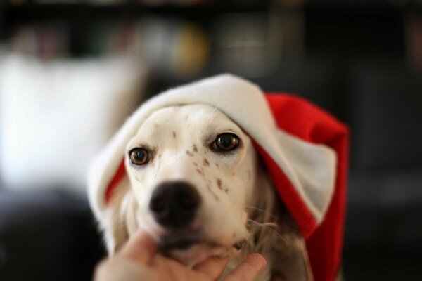 Pies w świątecznej czapce