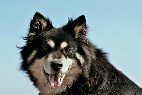 Czarno-biały pies pozuje do portretu