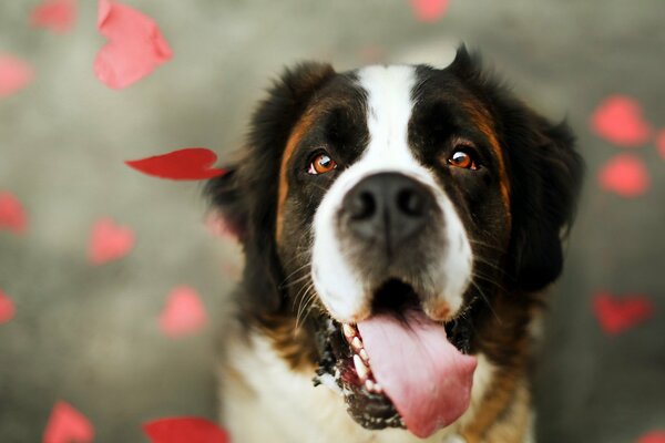 Pies o lojalnym, przyjaznym spojrzeniu