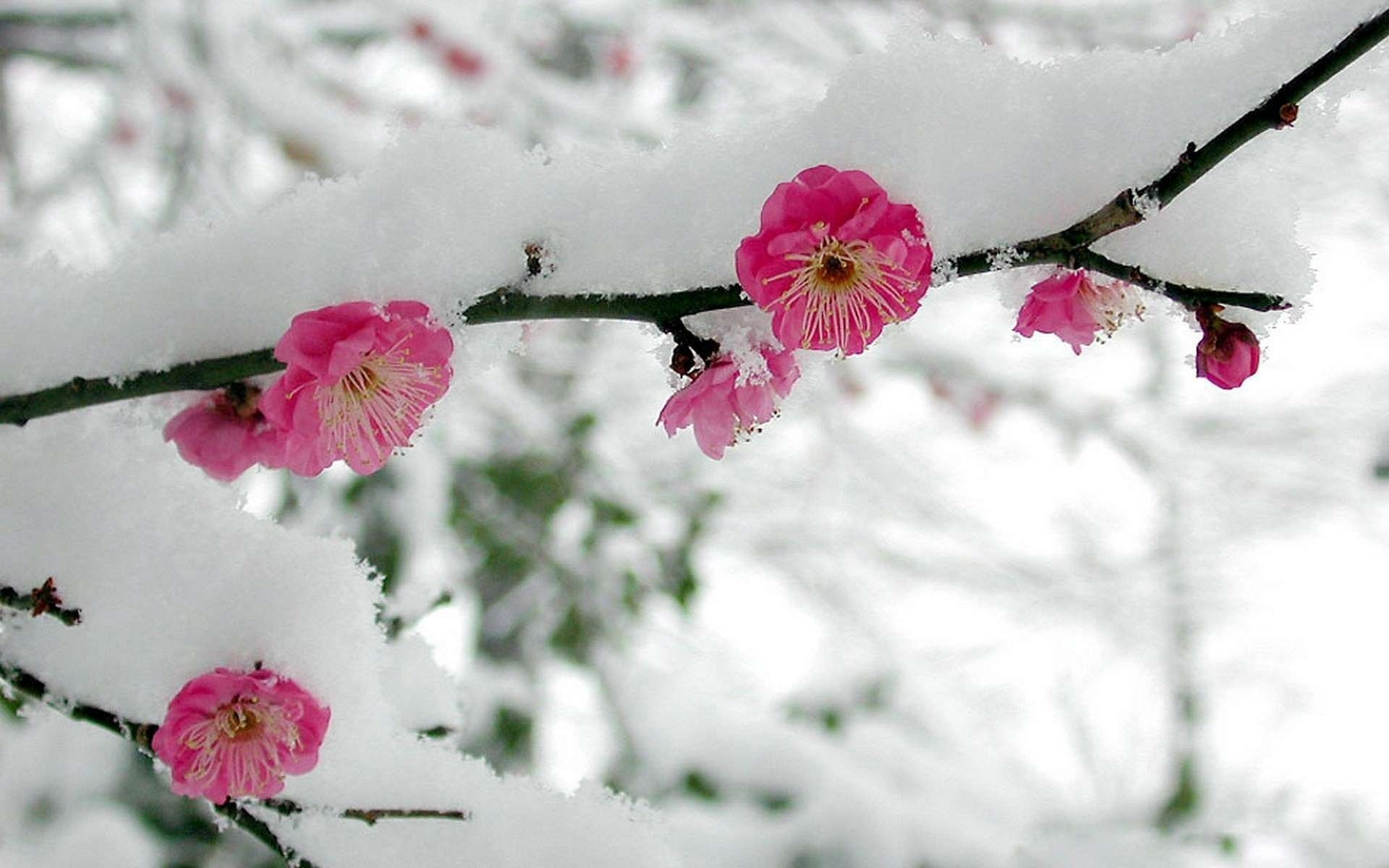 kwiaty sakura gałąź śnieg