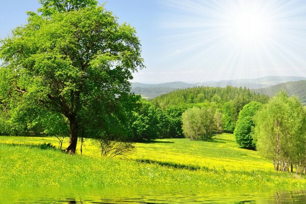 Piękne zdjęcie drzewa w słońcu w pobliżu wody