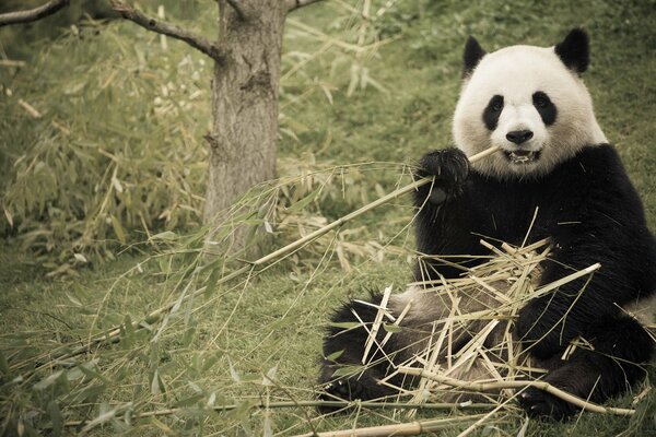Panda siedzi i zjada bambus