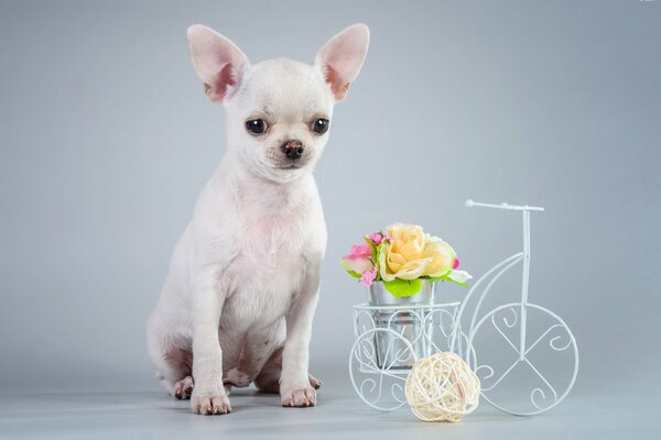 Biały toychik z bukietem kwiatów