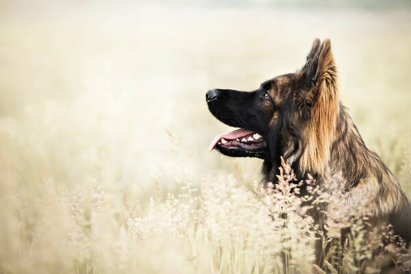 Pies w polu patrzy w niebo