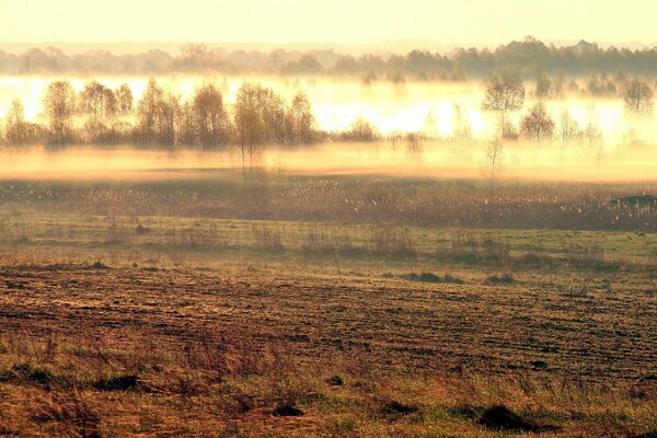 Krajobraz pola w porannej mgle