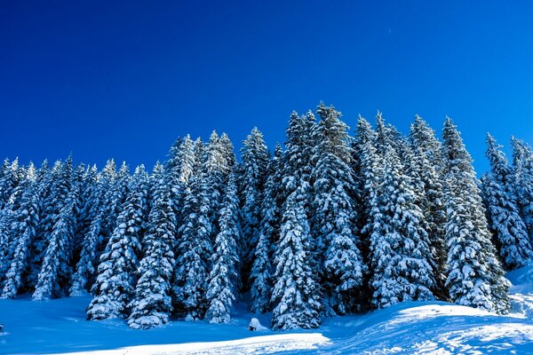 Zimowy krajobraz ze śnieżnymi drzewami